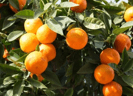 Portakal Nasıl Yetişir? Portakalın Cenneti Finike mi?